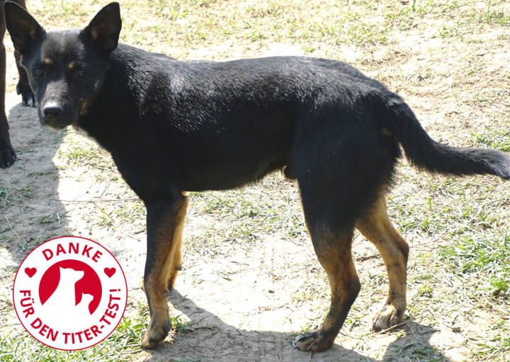 Stanley: Mischling, Rüde, geb. April 2016, bei ACA seit Juni 2019