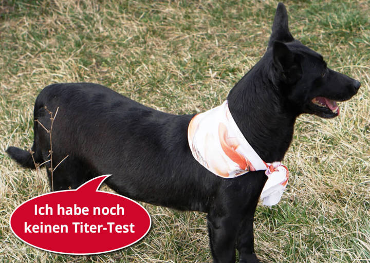 Kristen: Mischling, Hündin, geb. Dezember 2014, bei ACA seit März 2020