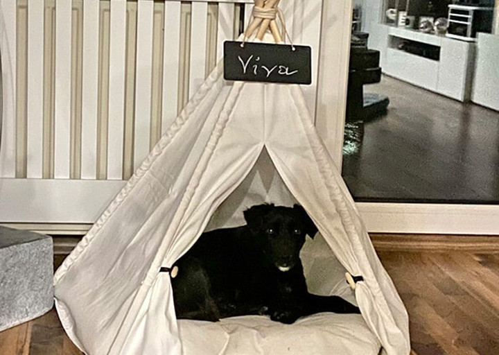Viva1