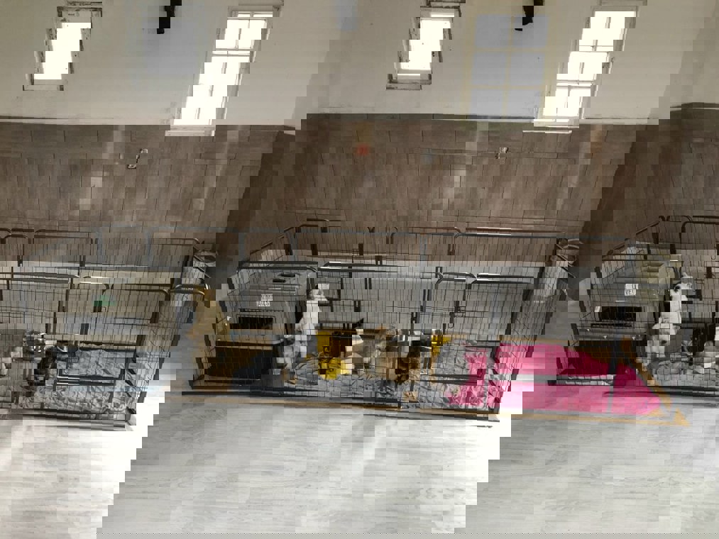 Svilos Welpen Skaliert Min