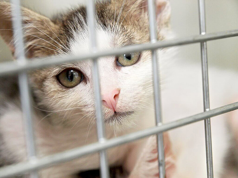 Eine junge Katze hinter dem Gitter eines Käfigs sieht direkt in die Kamera.