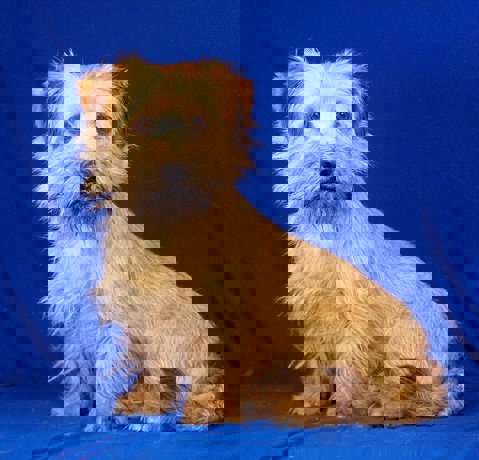 Bubo 4