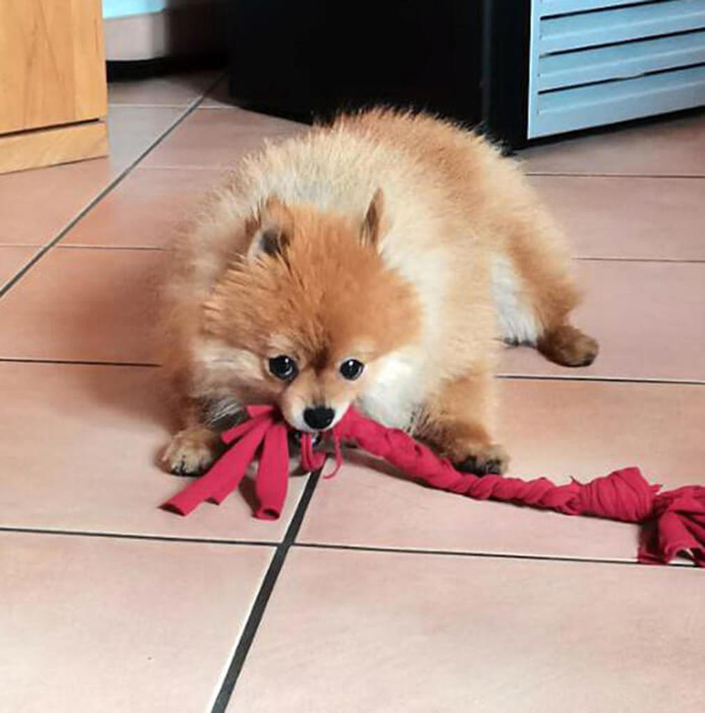 Suki2