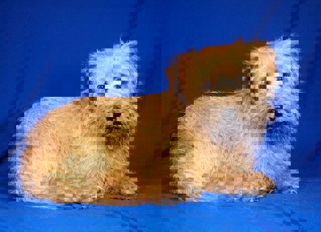 Bubo 2