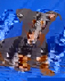 Elliot 1