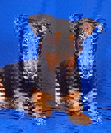 Elliot 1