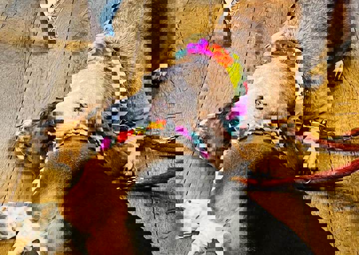 Aca Marty Party Fasching 2025 12