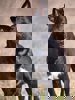 Kimi 4