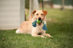 Digby 4 (1)