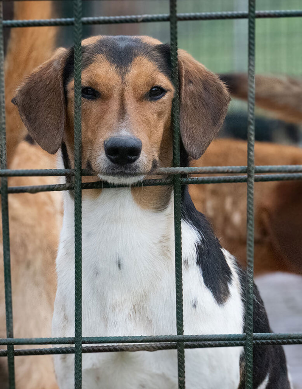 Aca Tierheim Svilos 25