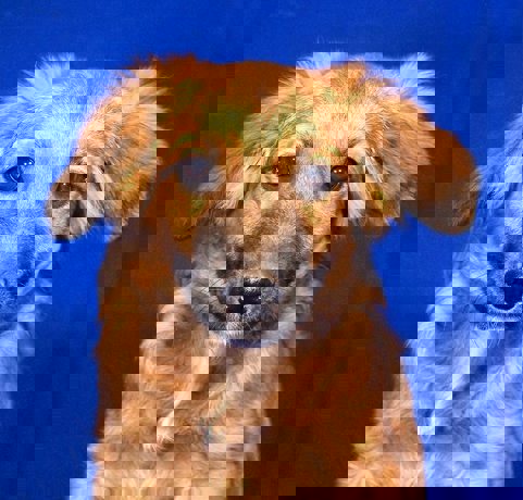 Nelson 4