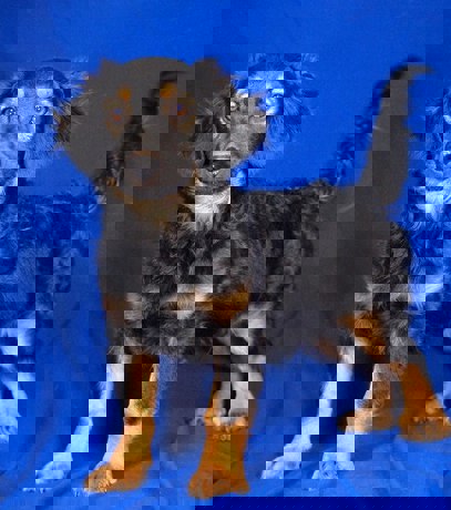 Kevin 3 (1)