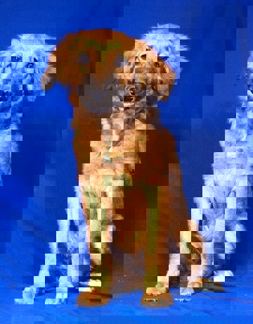 Nelson 3