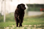 Percy 4 (1)