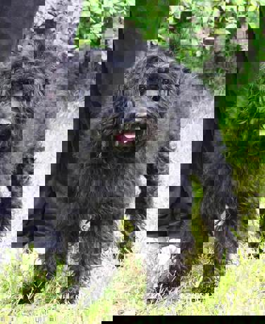 Felix 3 (1)