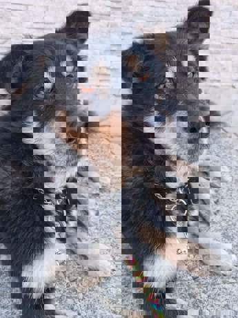 Teddy 4 (2)