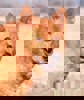 Oskar 2