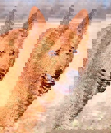 Oskar 2