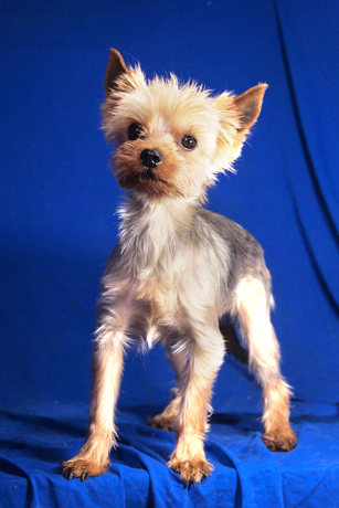 Harley 3