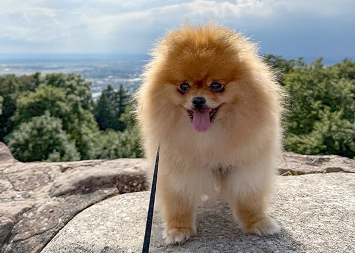 Peanut1