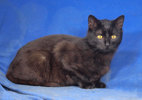 Delilah 2 (1)