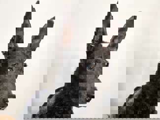Rudi 1 (1)