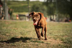 Morris 4 (5)