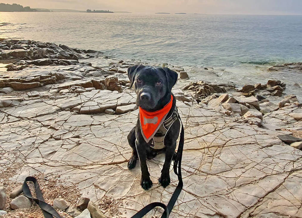 Balou1