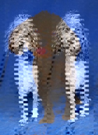 Woody 4 (1)