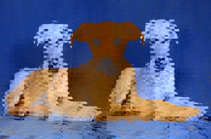 Nala 2 (1)