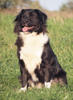 Harry 3 (1)