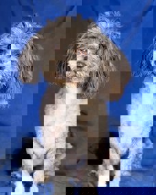 Woody 1 (1)