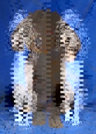 Woody 1 (1)