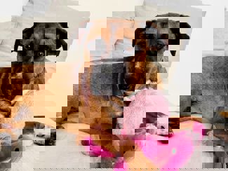 Moni 1