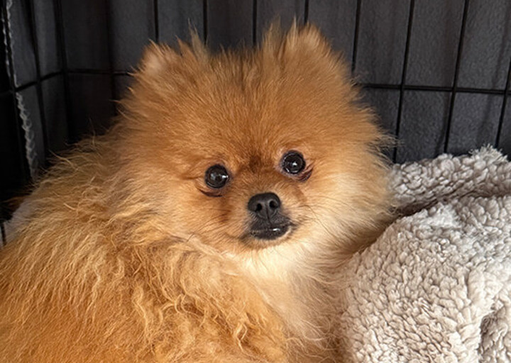 Peanut6