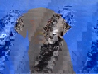 Blake 1 (1)