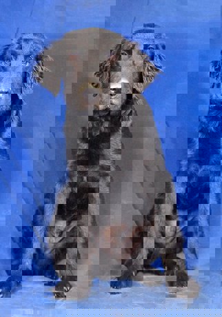 Blake 1 (1)