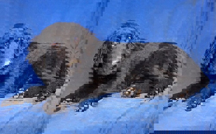 Blake 2 (1)