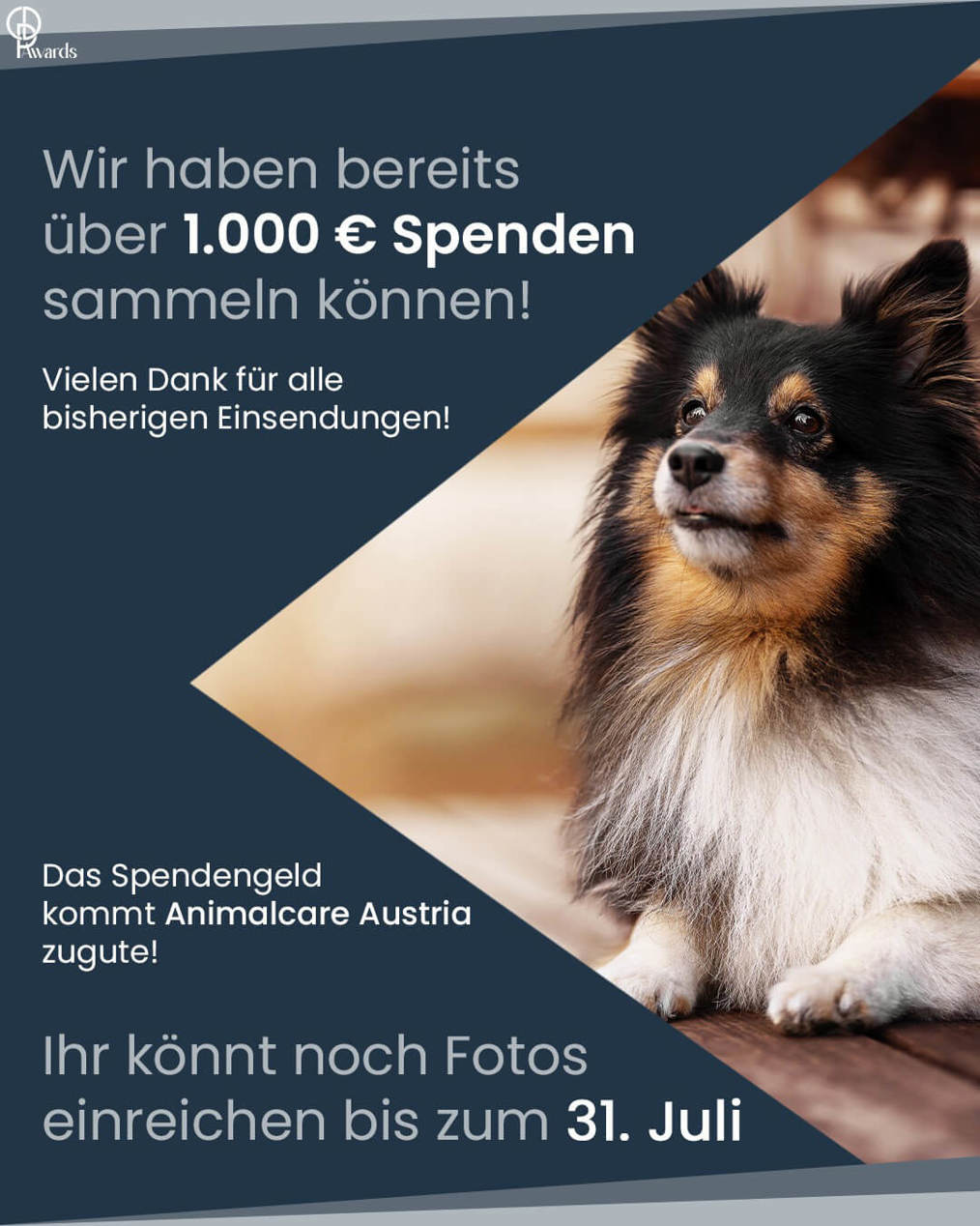 Charity Dog Photo Award 3