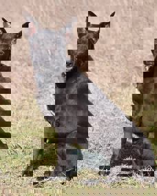 Kimi 1