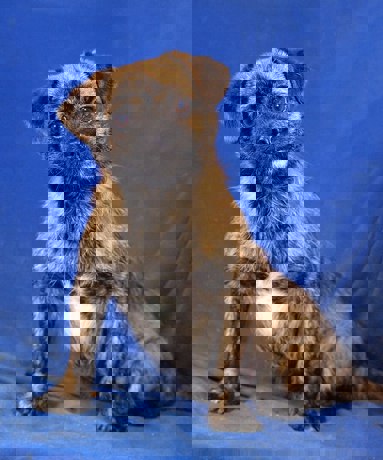 Gerry 3