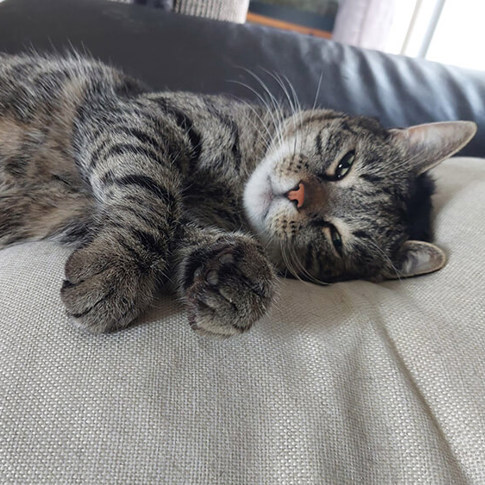 Timmi