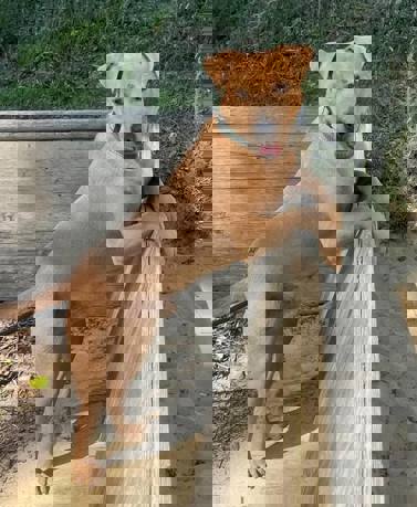 Aris 4