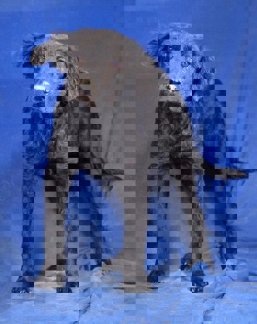 Penny 4