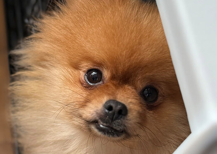 Peanut7