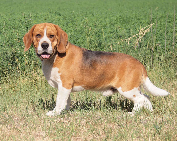 Kiko 2