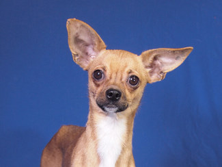 Loki 1 (1)
