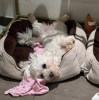 Lucy 2 (1)