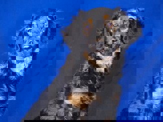 Kevin 1 (1)
