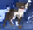Vanilla 2